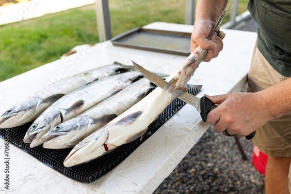 Fototapeta fisherman preparing fish