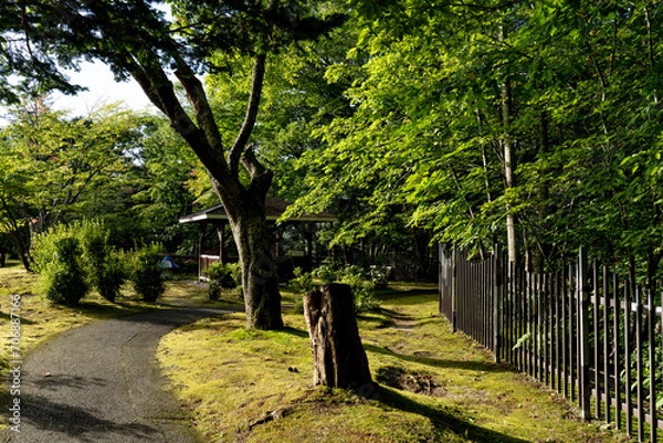 Obraz morning shadow