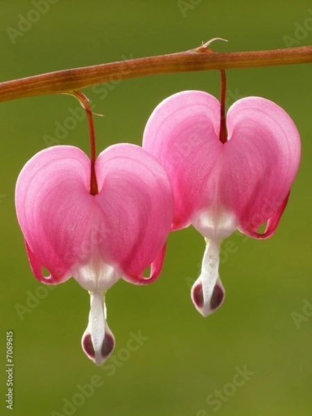 Fototapeta pink dicentra