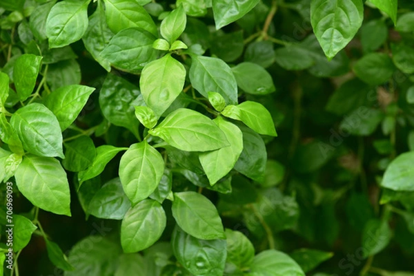 Fototapeta グリーン　緑の葉　背景素材　エコロジー　ボタニカル
