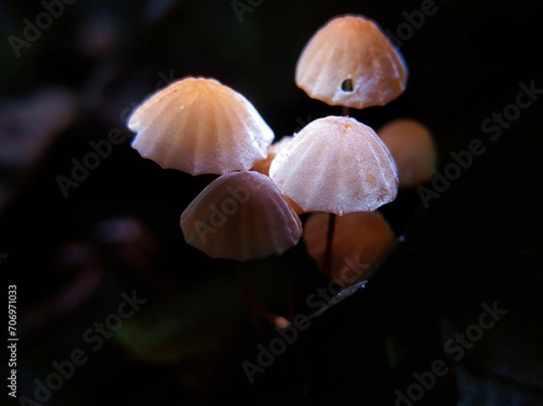 Fototapeta Beautiful small wild forest mushrooms