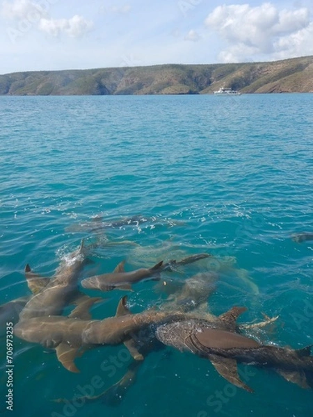 Fototapeta A shiver of lemon sharks is seen from above the water - their fins are breaking the surface. Green hills are in the distance, and the sky is overcast.