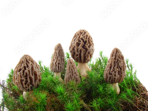 Fototapeta Morel mushrooms isolated