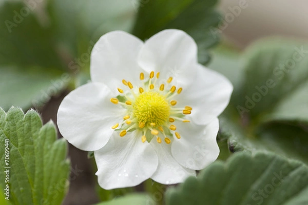 Fototapeta イチゴの花