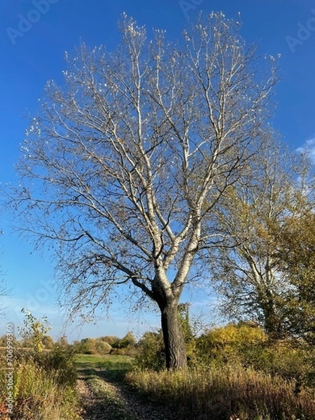 Fototapeta A large birch tree.