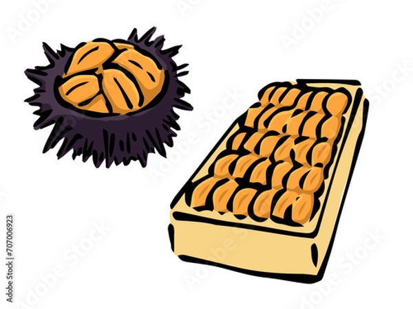 Obraz ウニの盛り合わせと木箱入り雲丹のイラスト