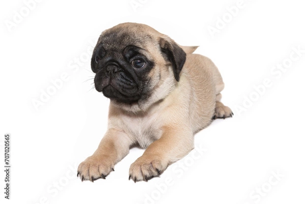 Fototapeta Beige pug puppy with a black muzzle