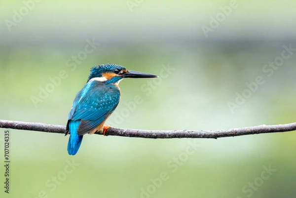 Fototapeta Close-up of a blue kingfisher sitting on a branch