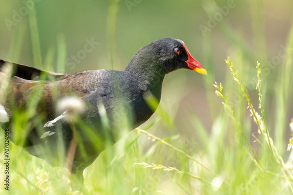 Fototapeta Close-up of a sitting / standing common moorhen with green backgorund