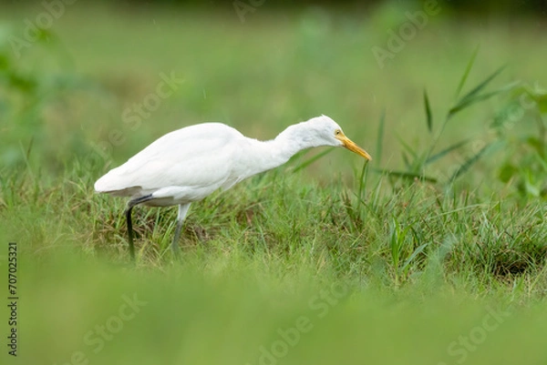 Fototapeta Close-up of a walking cattle egret (bubulcus ibis) with green background