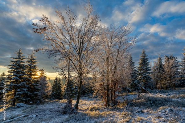 Obraz Wintermorgen im Wald