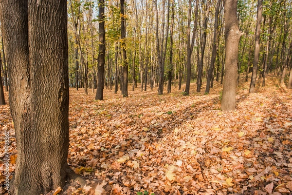 Fototapeta осень 12