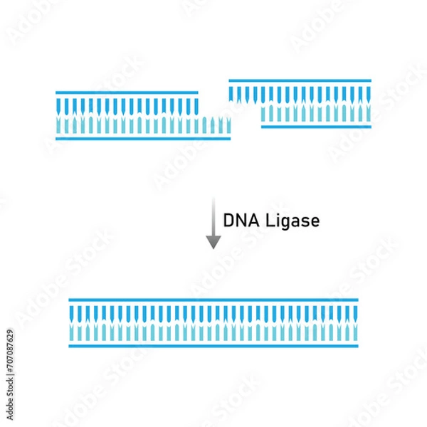 Obraz DNA Ligase Enzyme Function Scientific Design. Vector Illustration.
