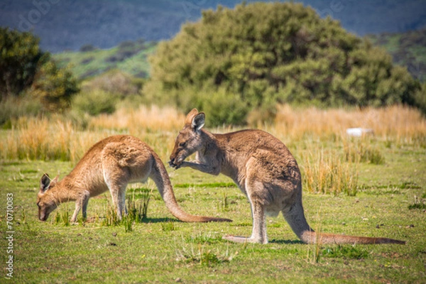 Obraz Grazing Kangaroos