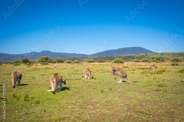 Obraz Grazing Kangaroos