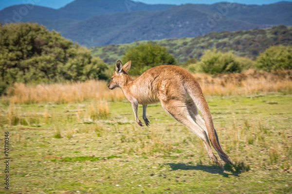 Fototapeta Jumping Kangaroo