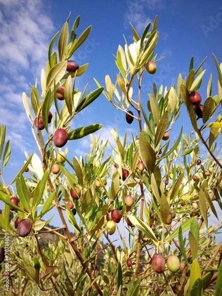 Obraz Ramas de Olivo
