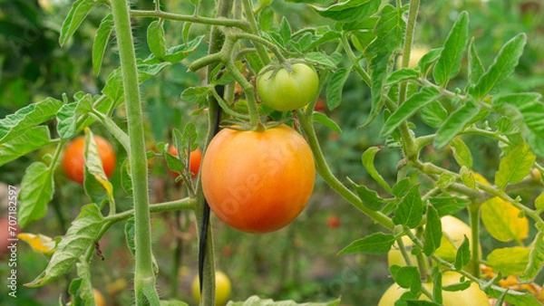 Fototapeta red and green tomatoes hanging from the plant surrounded by green leaves in daylight