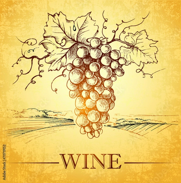 Obraz Wine label with grapes . bunch of grapes