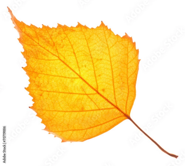 Obraz Yellow birch leaf isolated