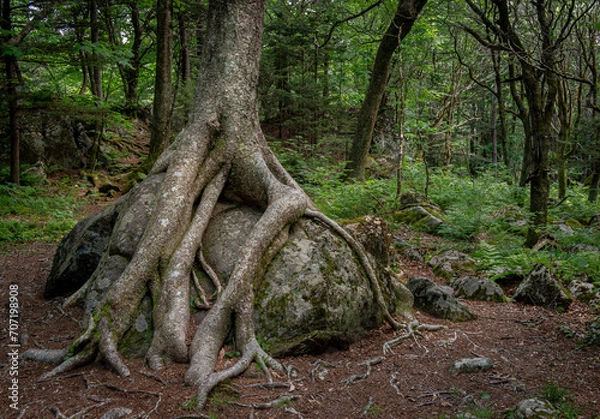 Fototapeta Roots of yellow birch tree (Betula alleghaniensis) enveloping a large boulder in Grayson Highlands State Park, Virginia. 