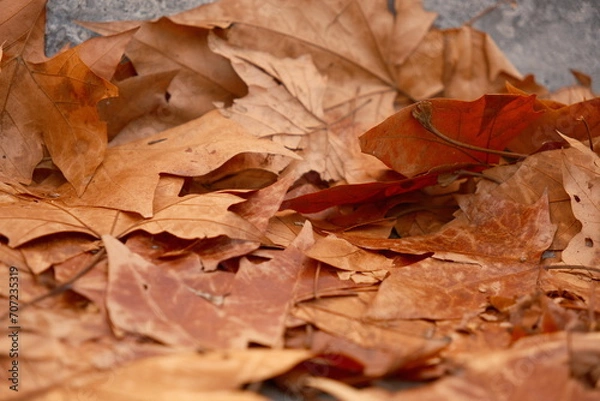 Obraz Maple leaf fallen autumn and winter in Spain