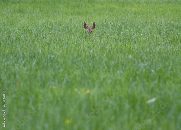 Obraz Deer in a field
