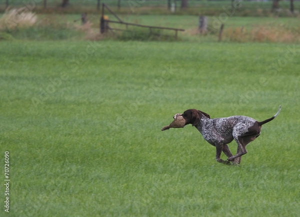 Obraz Hunting with a dog