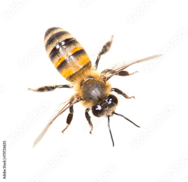 Fototapeta bee on white background