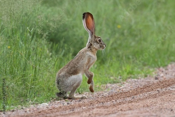 Obraz Black-tailed Jackrabbit (Lepus californicus)