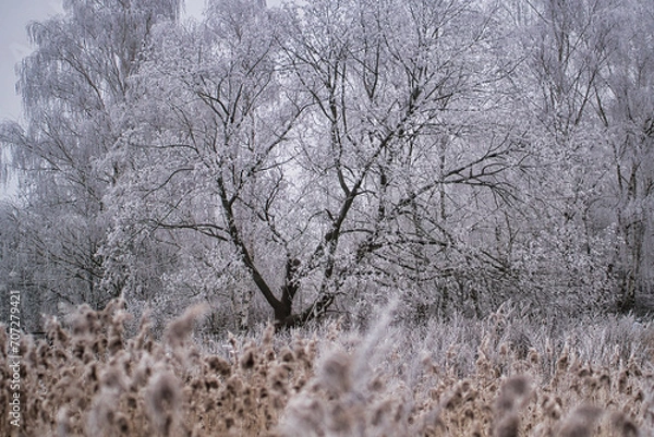 Fototapeta Baum im Winter