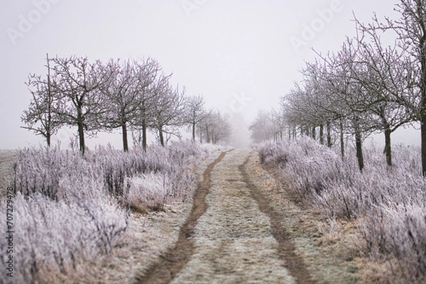 Fototapeta eisige Apfelbaumallee