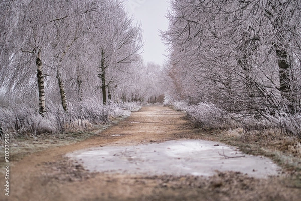 Fototapeta eisige Baumallee