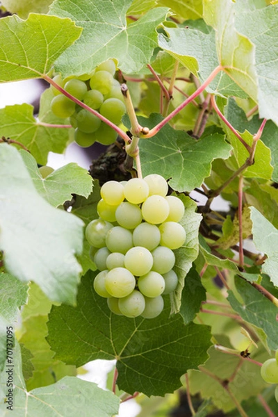 Obraz Silvanertrauben