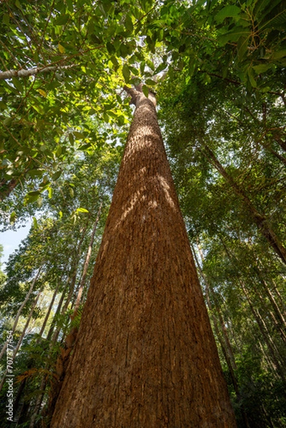 Fototapeta Bottom view of tree trunk to green leaves of big tree in tropical forest with sunlight, Fresh environment in Forest, Forest tree with small leaves on sunny day.