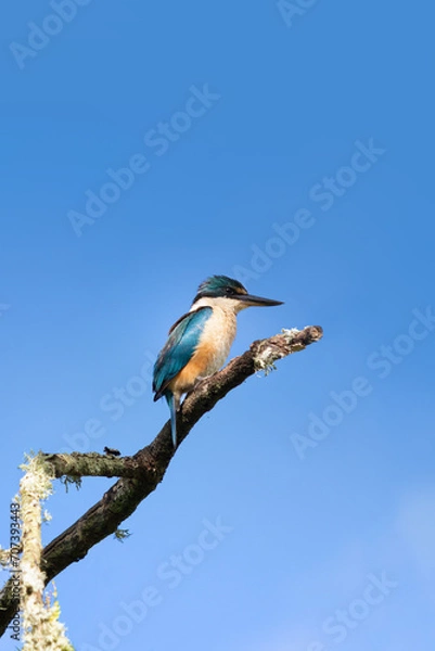 Obraz Kingfisher bird seating on a tree branch on blue sky background