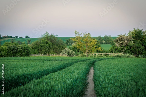 Obraz Two Paths Crossing a Lush Green Field