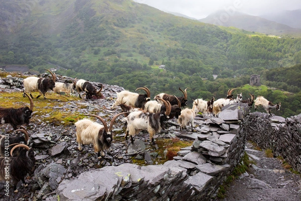Obraz sheep in the mountains