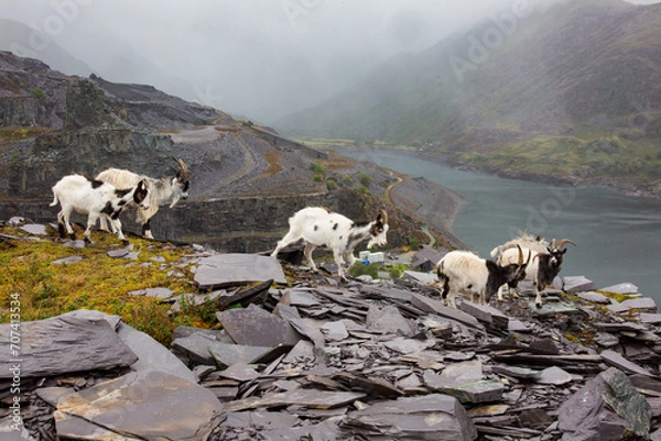 Obraz sheep on the mountain