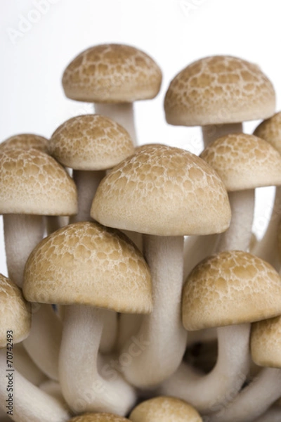 Fototapeta ブナシメジ