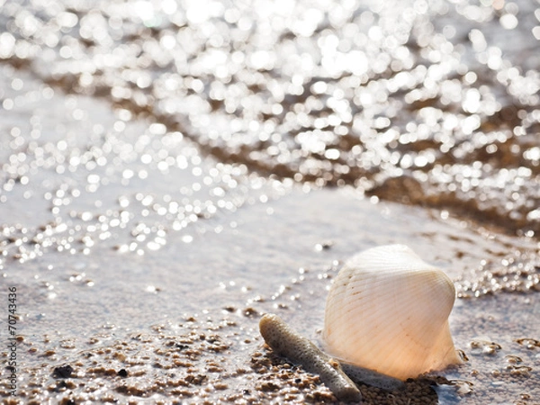 Obraz 貝殻と砂浜
