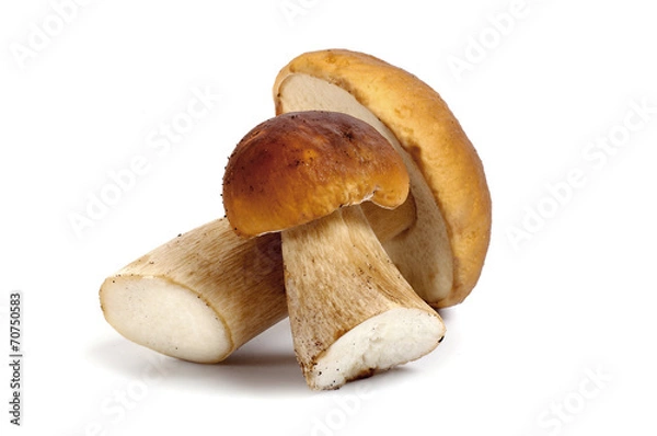 Fototapeta Boletus edulis izolowany na białym tle