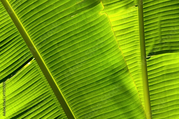 Obraz Feuille de bananier