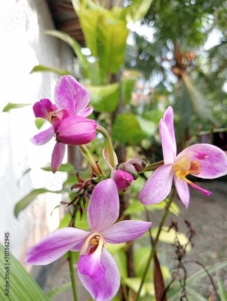 Obraz pink orchid flower