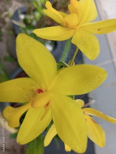 Obraz yellow flowers