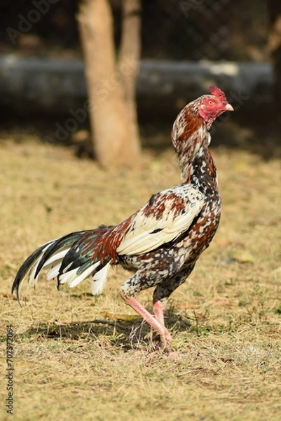 Fototapeta Portrait of a rooster in a farm. Popular indian aseel breed used as game bird.
