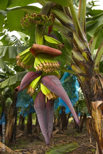 Obraz fleur de banane