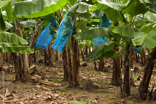 Fototapeta bananeraie