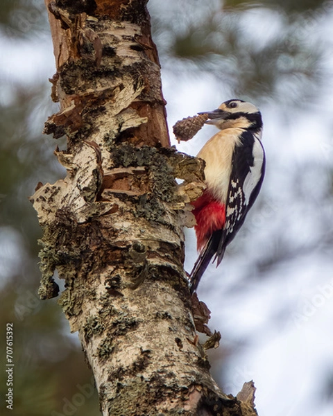 Obraz woodpecker on tree