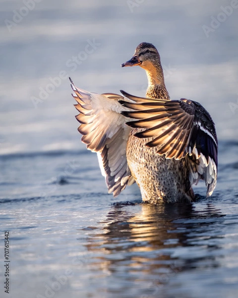 Obraz duck at the sunset